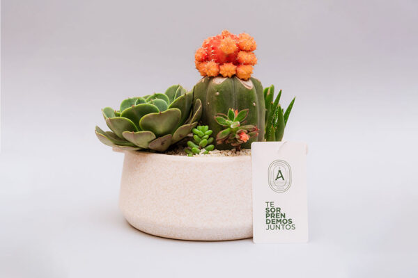 Suculentas & Cactus Premium || 012
