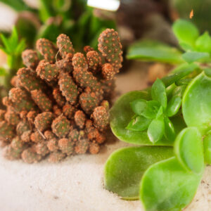 Suculentas & Cactus Premium || 013 - Imagen 2