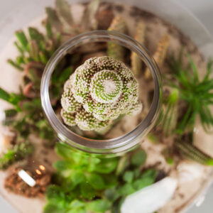 Suculentas & Cactus Premium || 013 - Imagen 4
