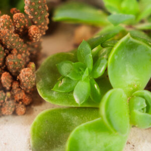 Suculentas & Cactus Premium || 013 - Imagen 3
