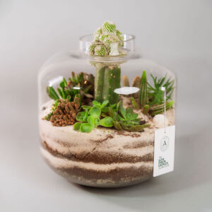 Suculentas & Cactus Premium || 013