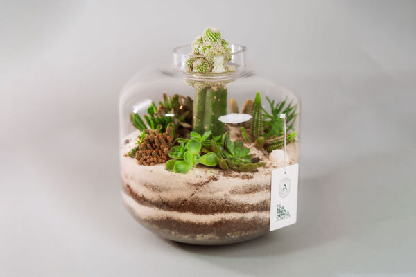 Suculentas & Cactus Premium || 013