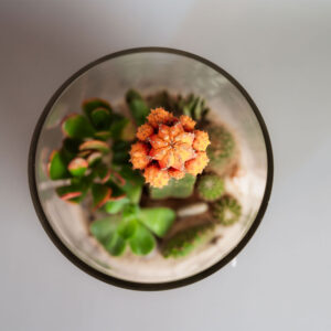 Suculentas & Cactus Premium || 014 - Imagen 2