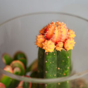 Suculentas & Cactus Premium || 014 - Imagen 3