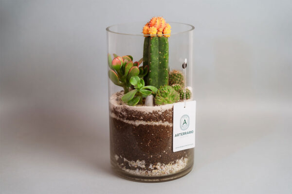 Suculentas & Cactus Premium || 014